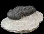 Austerops Trilobite - Great Eyes #43515-3